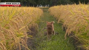 A Cat's-Eye View of Japan 3. évad Ep.14 14. epizód