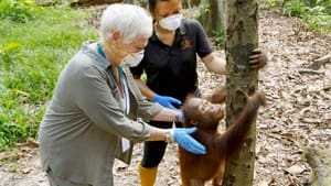 Judi Dench's Wild Borneo Adventure 1. évad Ep.2 2. epizód