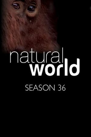 Natural World 36. évad (2016-04-14) poszter