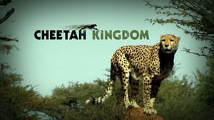 Cheetah Kingdom kép