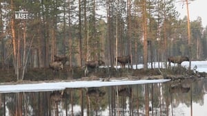 Den stora älgvandringen Speciális epizódok Ep.17 17. epizód