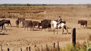 Le camarguais kép