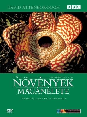 A növények magánélete poszter