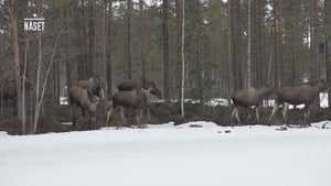 Den stora älgvandringen Speciális epizódok Ep.7 7. epizód