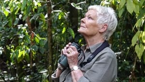 Judi Dench's Wild Borneo Adventure 1. évad Ep.1 1. epizód