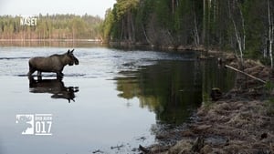 Den stora älgvandringen 1. évad Ep.15 15. epizód