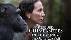 Rescued Chimpanzees of the Congo with Jane Goodall kép