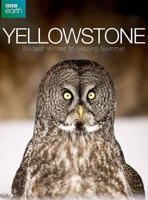 Yellowstone: Wildest Winter to Blazing Summer poszter