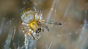 Nos chères bestioles kép