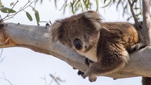 Wild Australia with Ray Mears 1. évad Ep.3 3. epizód