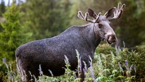 Den stora älgvandringen kép