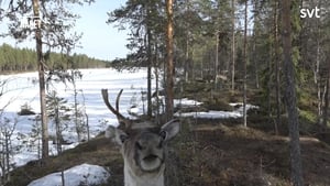 Den stora älgvandringen 1. évad Ep.8 8. epizód