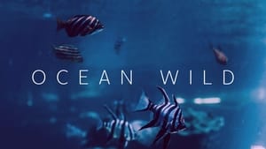 Ocean Wild kép