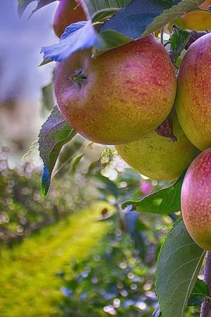 Harvesting the Land poszter