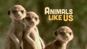 Animals Like Us kép