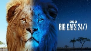 Big Cats 24/7 kép