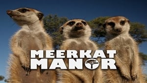 Meerkat Manor kép