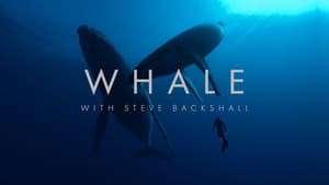 Whale with Steve Backshall kép