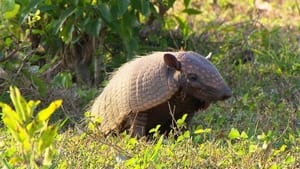 Anna und die wilden Tiere 1. évad Ep.65 65. epizód