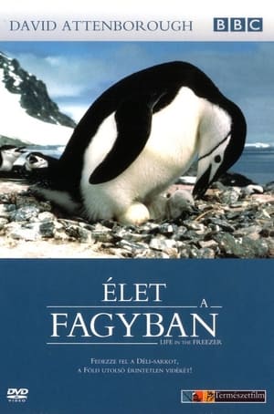 Élet a fagyban