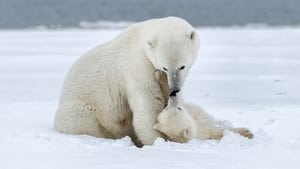 Polar Bear Week with Nigel Marven kép