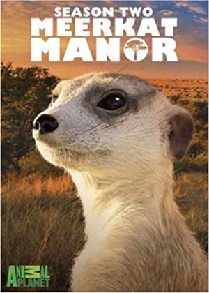 Meerkat Manor 2. évad (2006-09-29) poszter