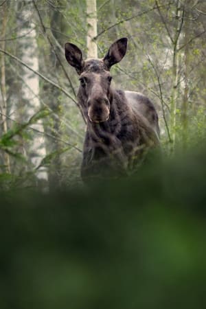 Den stora älgvandringen poszter