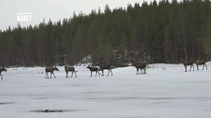 Den stora älgvandringen 1. évad Ep.7 7. epizód