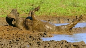 Afrika vad éve 1. évad Ep.3 3. epizód