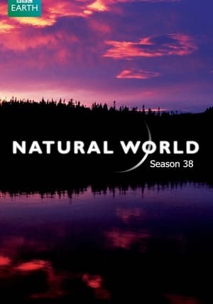 Natural World 38. évad (2018-03-31) poszter