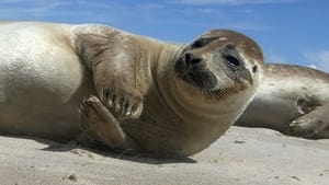 Wilde Ostsee kép