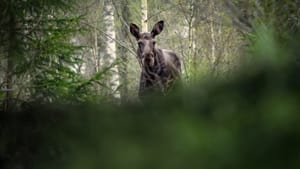 Den stora älgvandringen kép