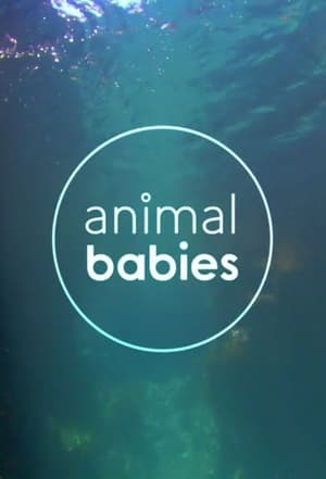 Animal Babies poszter