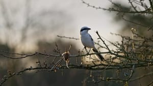 Onze natuur 1. évad Ep.3 3. epizód