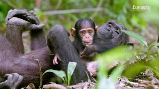 Rescued Chimpanzees of the Congo with Jane Goodall előzetes