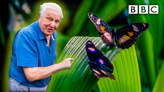 David Attenborough: Az élet színei előzetes