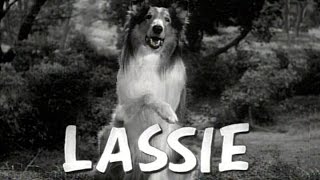 Lassie előzetes