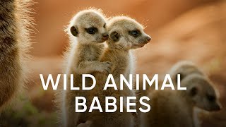 Wild Animals Babies előzetes